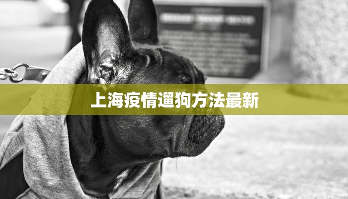 上海疫情遛狗方法最新 上海疫情遛狗方法最新