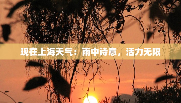 现在上海天气:雨中诗意,活力无限 现在上海天气:雨中诗意,活力无限