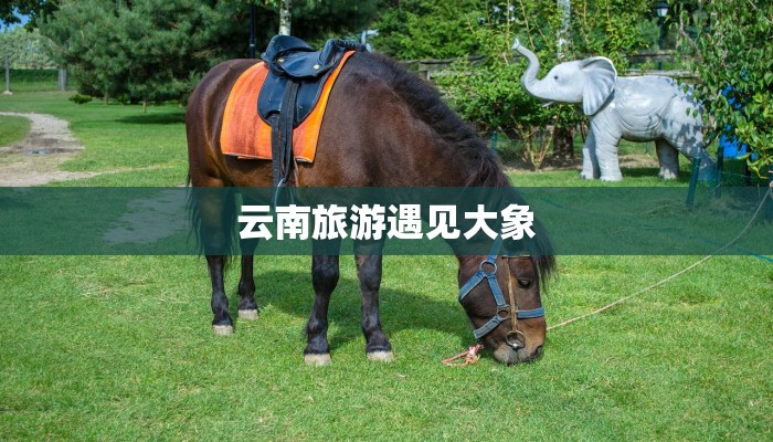 云南旅游遇见大象 云南旅游遇见大象