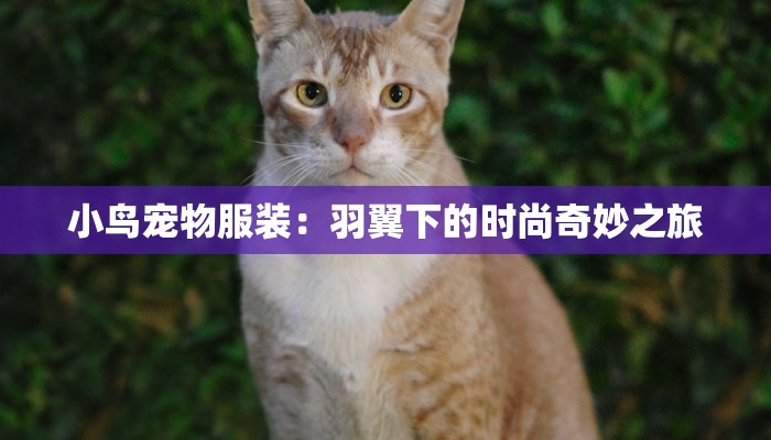 小鸟宠物服装：羽翼下的时尚奇妙之旅