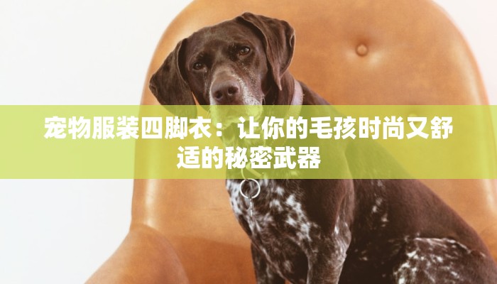 宠物服装四脚衣：让你的毛孩时尚又舒适的秘密武器