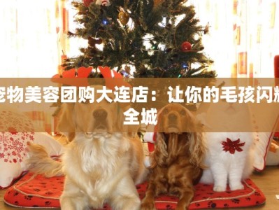 宠物美容团购大连店：让你的毛孩闪耀全城