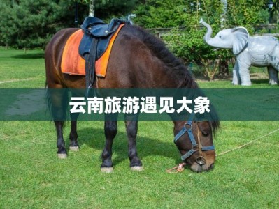 云南旅游遇见大象