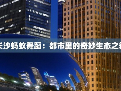 长沙蚂蚁舞蹈：都市里的奇妙生态之舞