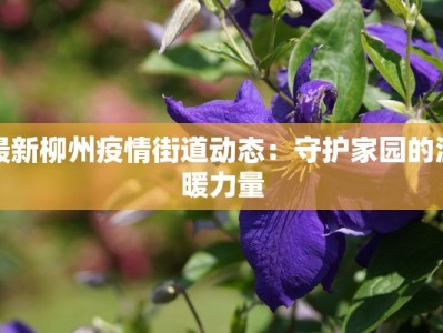 最新柳州疫情街道动态：守护家园的温暖力量
