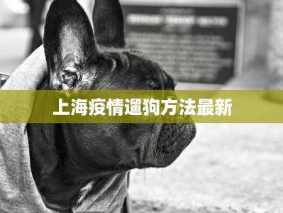 上海疫情遛狗方法最新